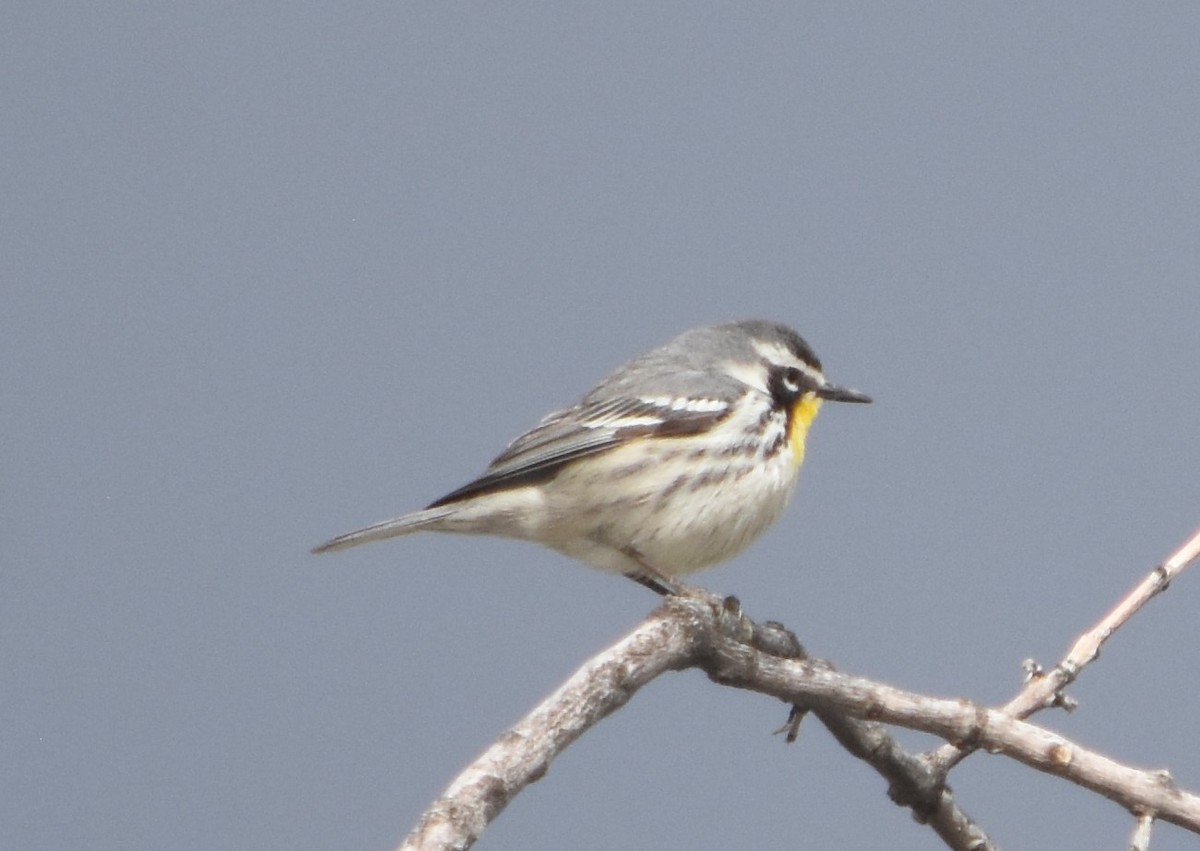 Yellow-throated Warbler - ML560095271