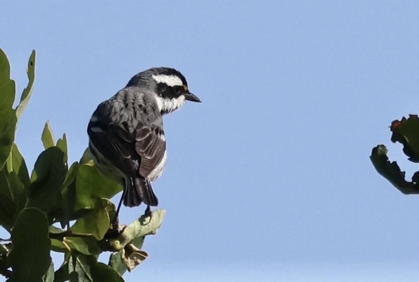 Black-throated Gray Warbler - ML560095291