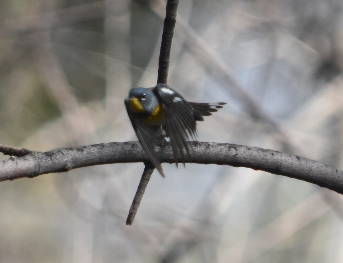 Northern Parula - ML560095461