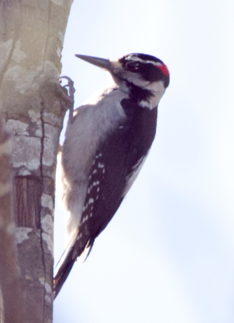 Hairy Woodpecker - ML560095601