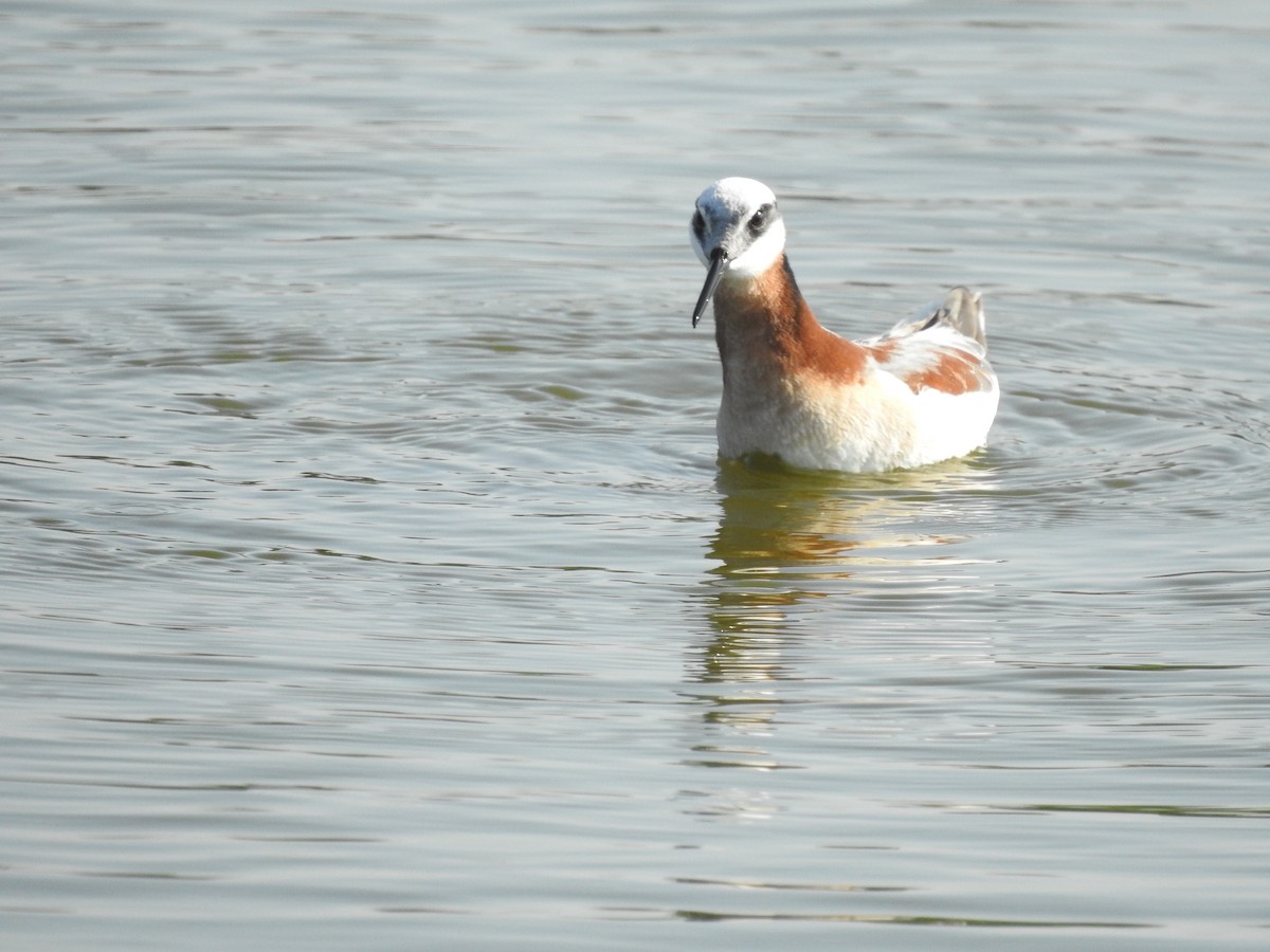 Wilson's Phalarope - ML560095631