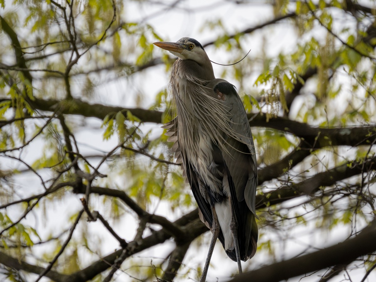 Great Blue Heron - Peter Rosario