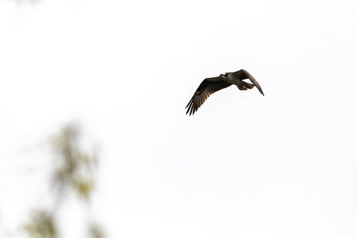 Águila Pescadora - ML560096821