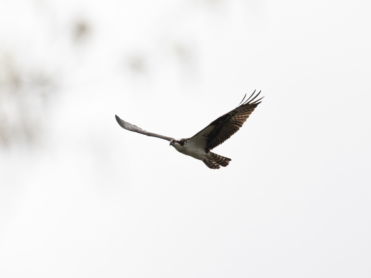 Águila Pescadora - ML560096831