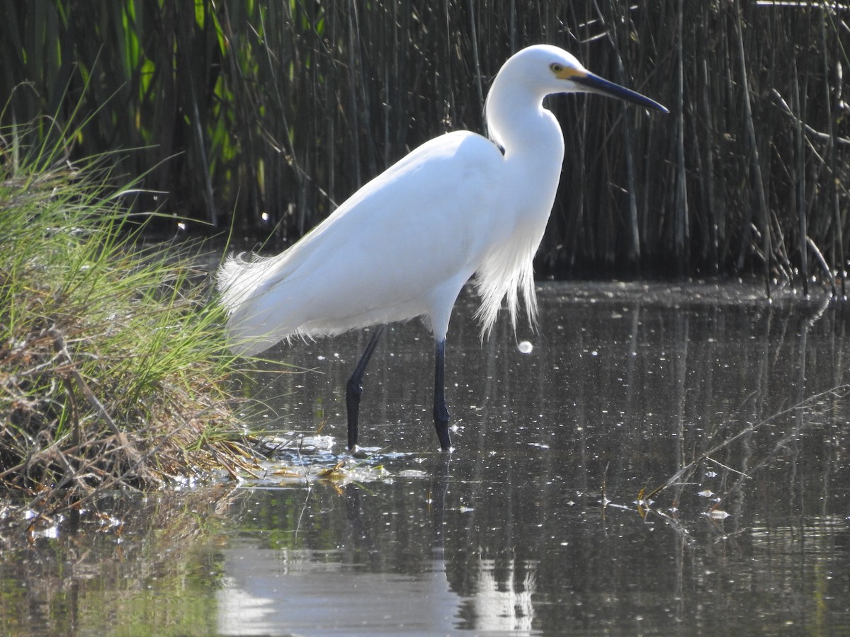 Snowy Egret - ML560097551