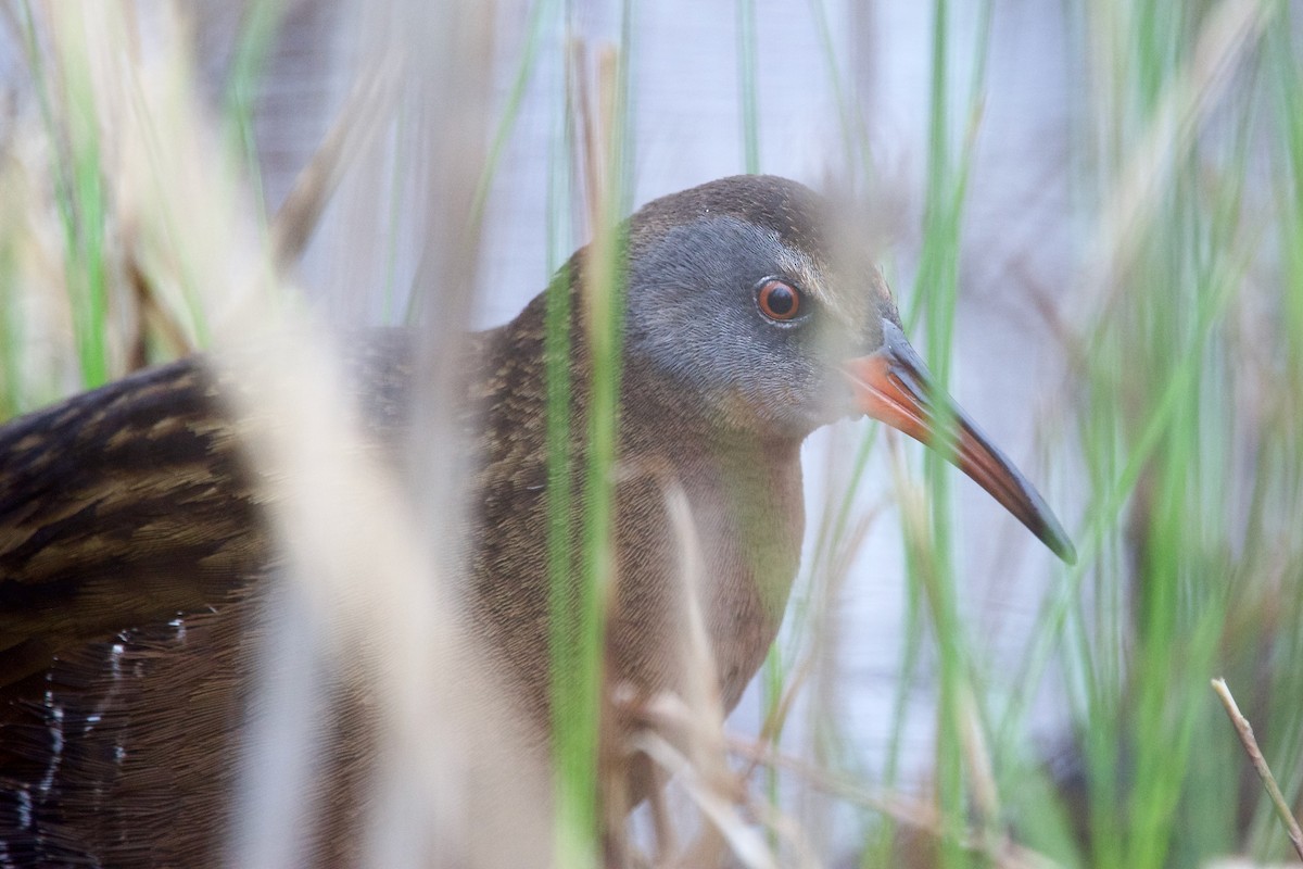 Virginia Rail - ML560097821