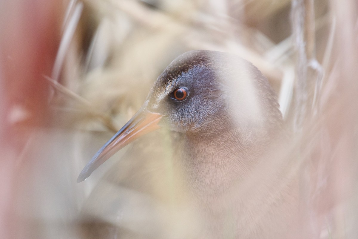 Virginia Rail - ML560097831