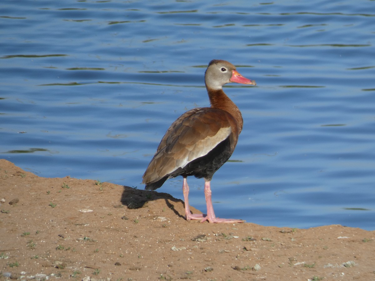 Dendrocygne à ventre noir - ML560098571