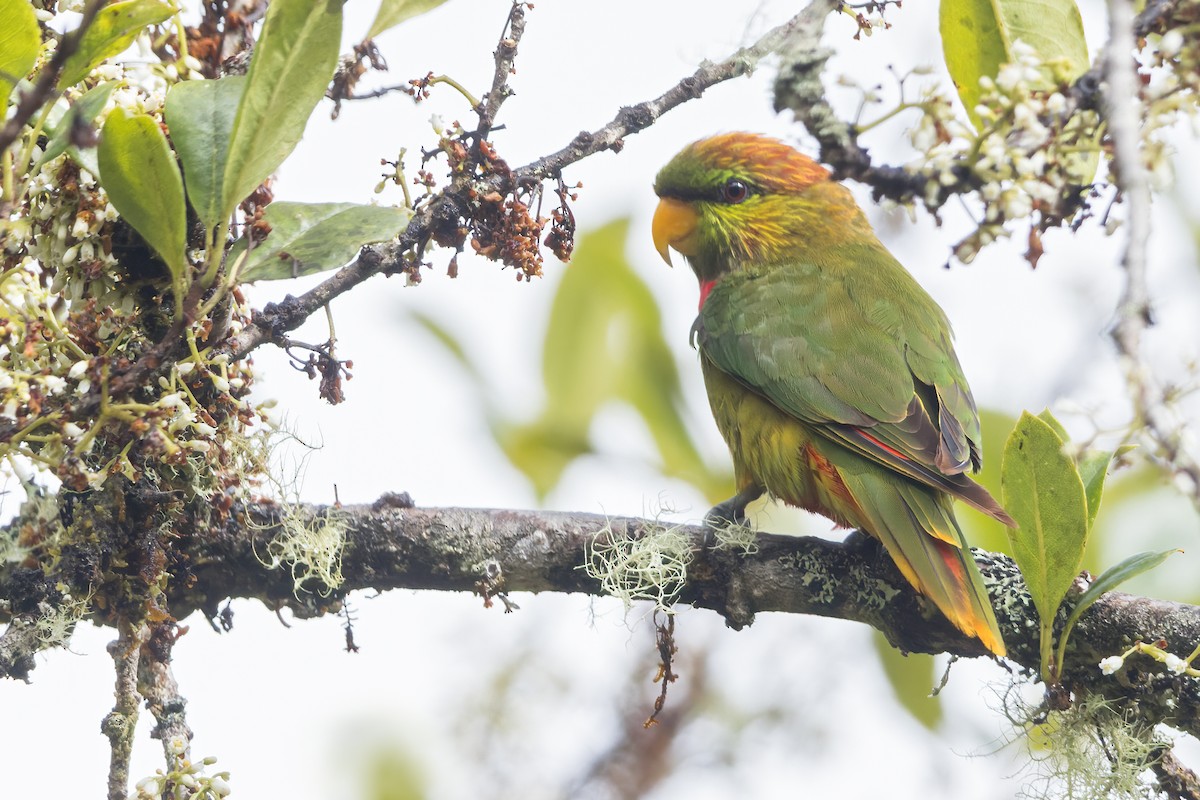 Yellow-billed Lorikeet - ML560100041