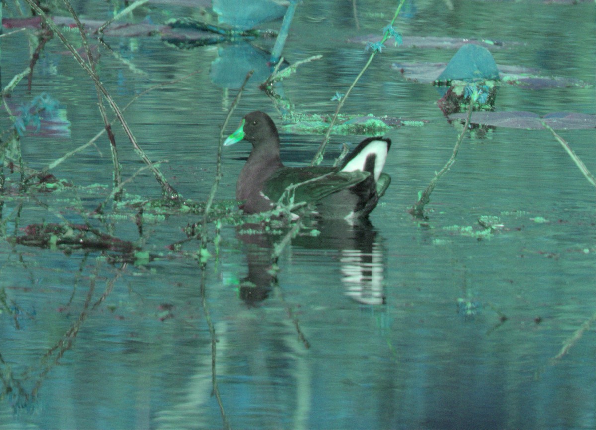 Common Gallinule - ML560100161