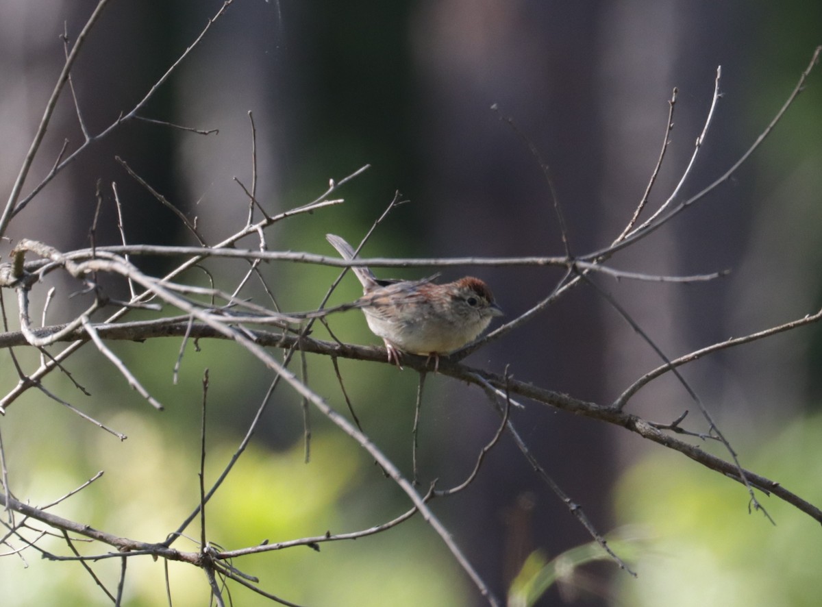 Bachman's Sparrow - ML560100401