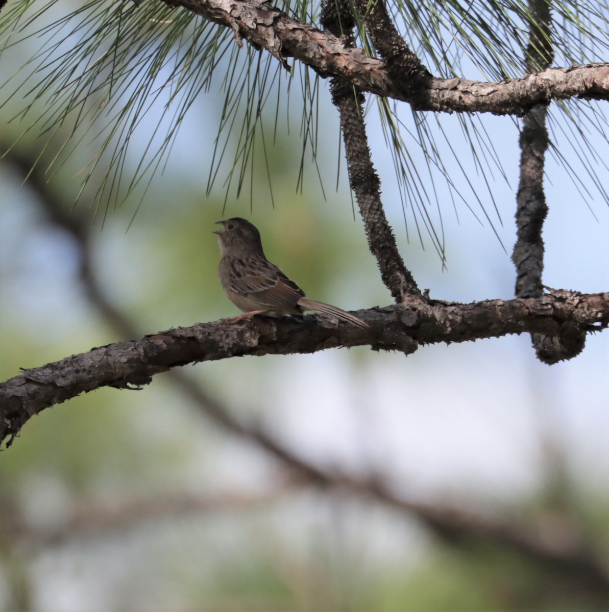 Bachman's Sparrow - ML560100911