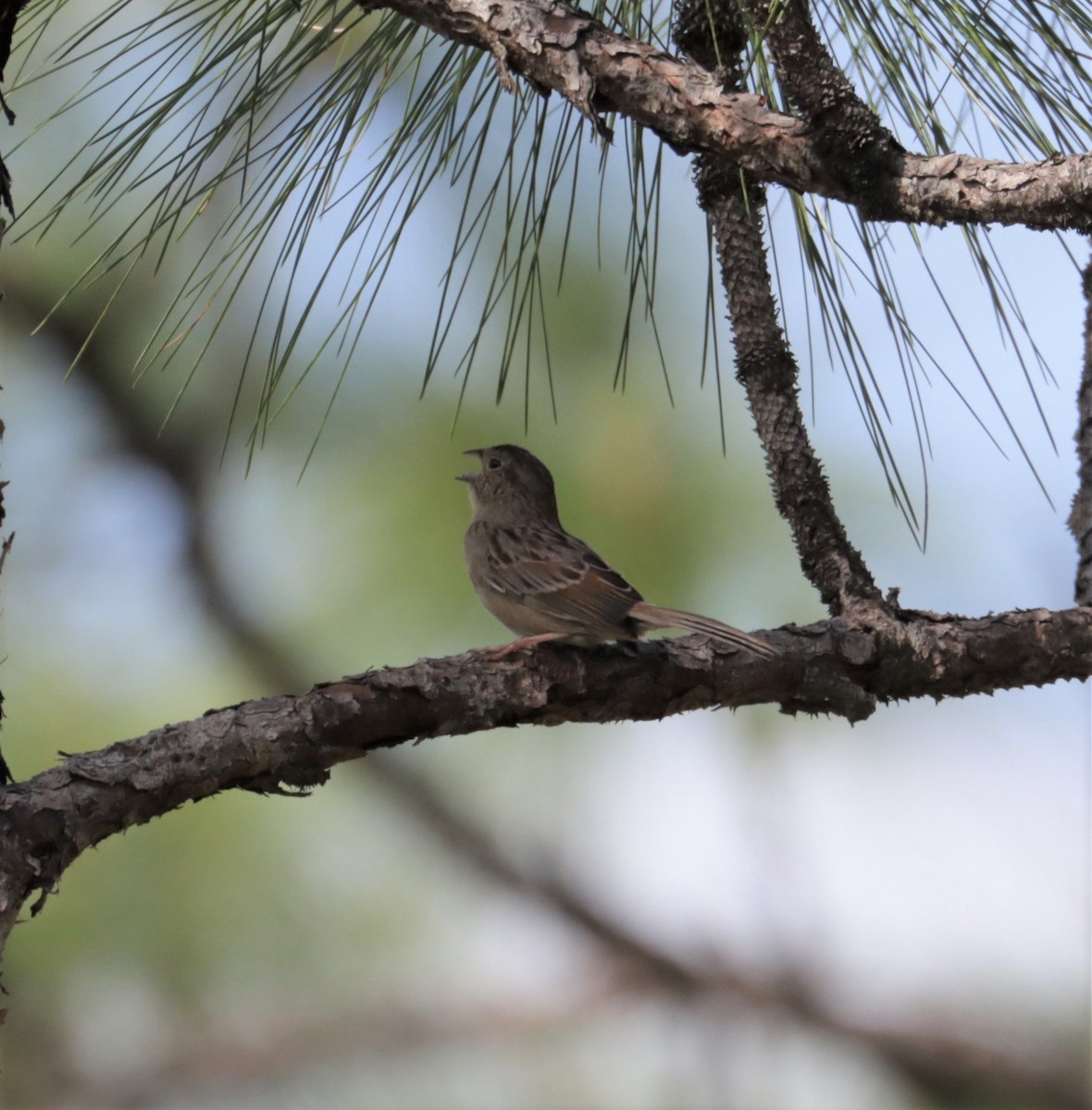 Bachman's Sparrow - ML560101091