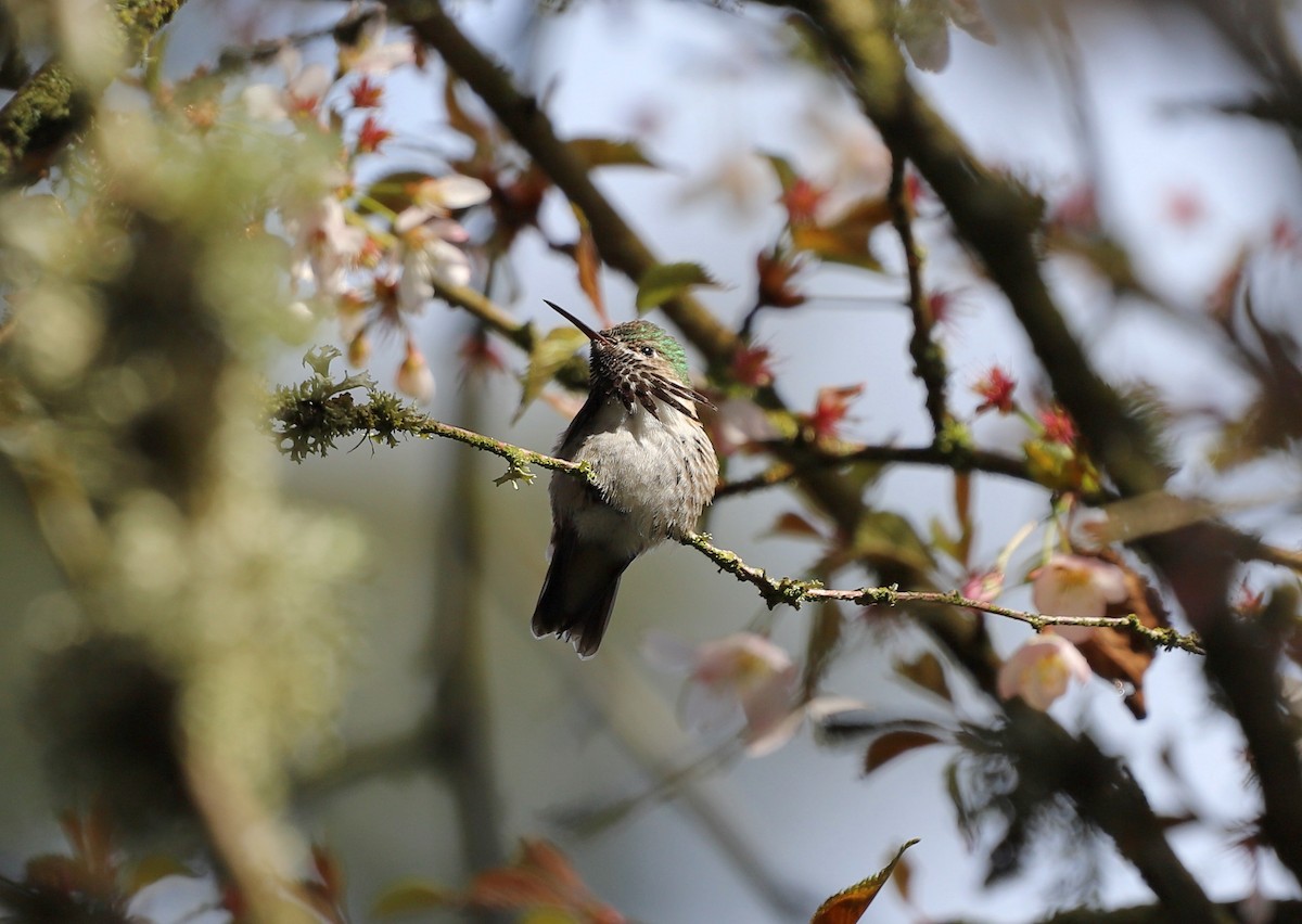 Calliope Hummingbird - ML560101161