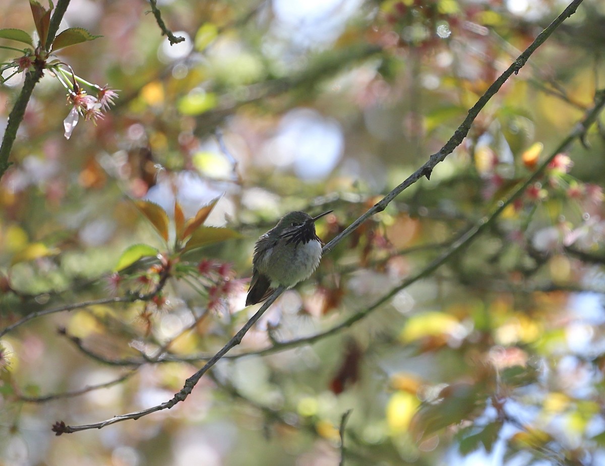 Calliope Hummingbird - ML560101191