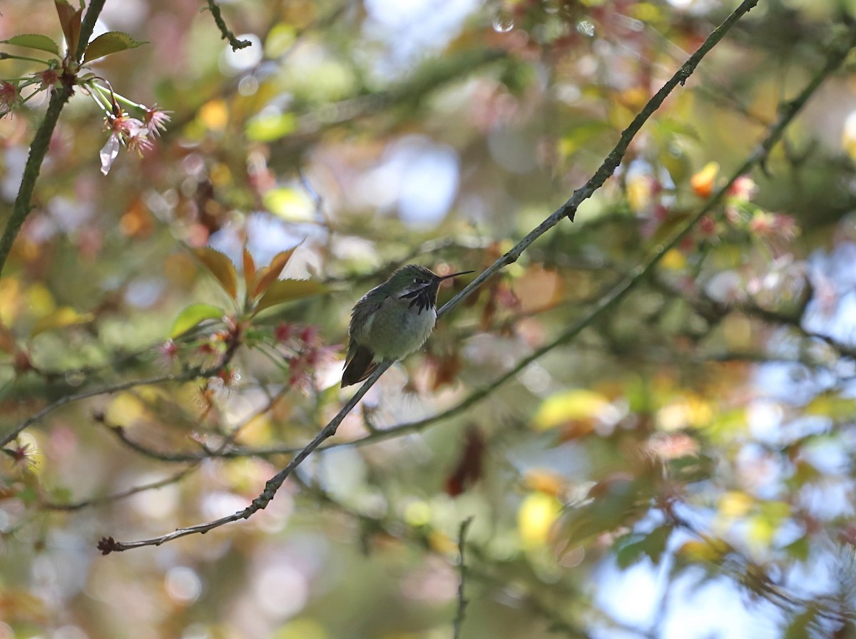 Calliope Hummingbird - ML560101201