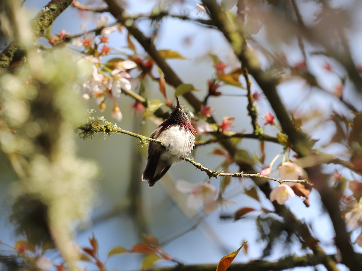 Calliope Hummingbird - ML560101211