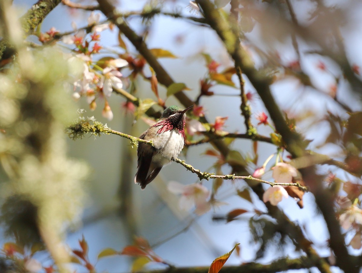 Calliope Hummingbird - ML560101221
