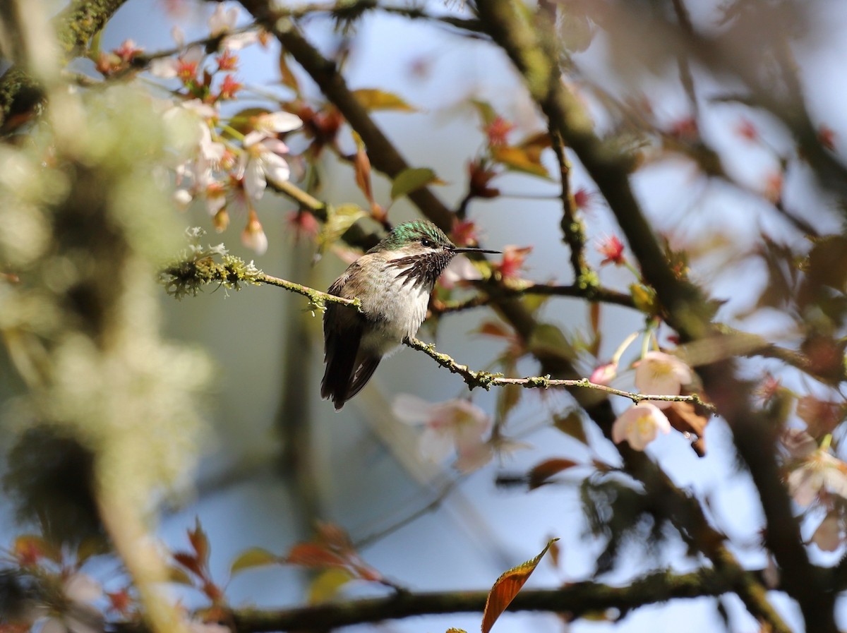 Calliope Hummingbird - ML560101231
