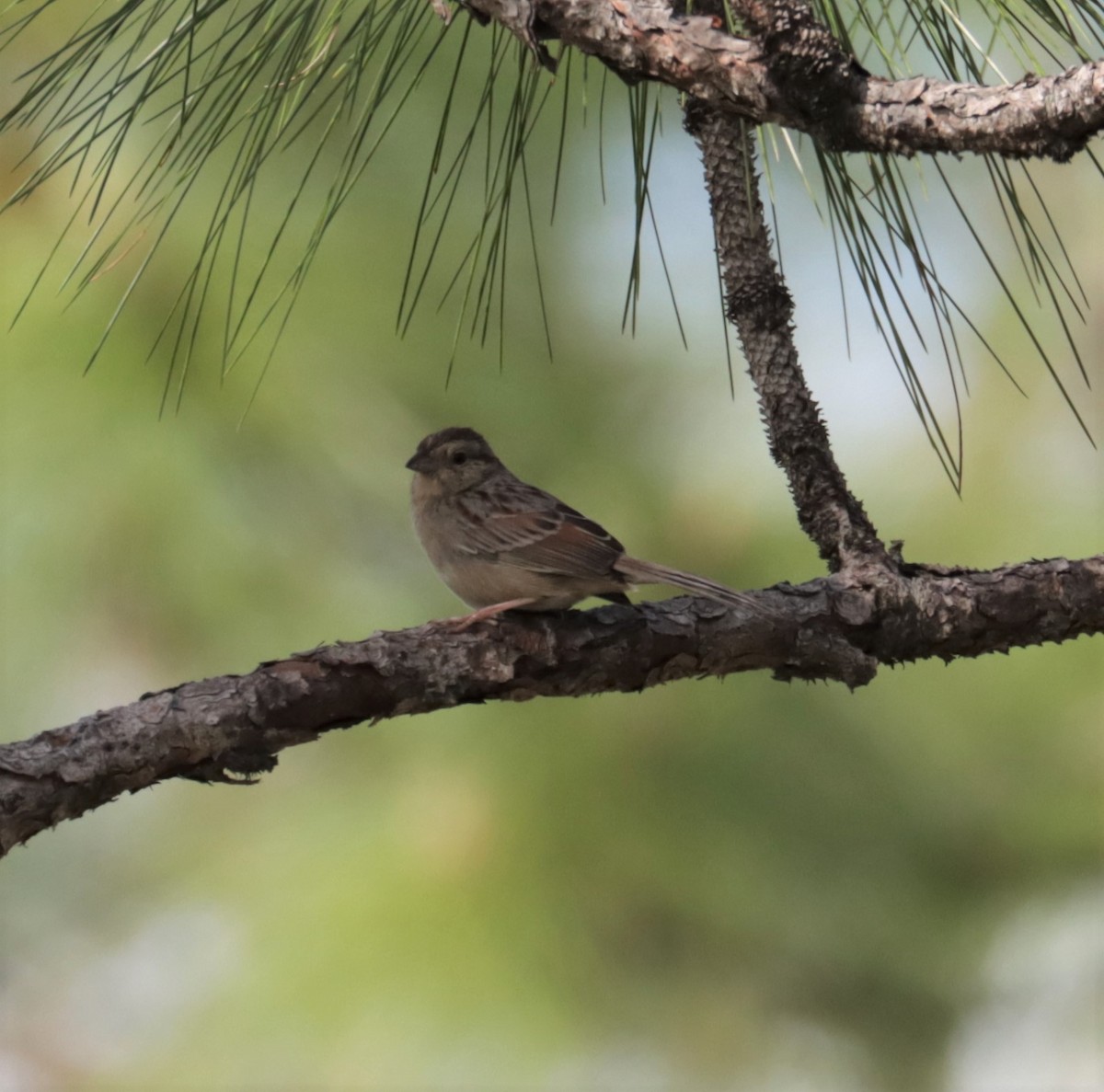 Bachman's Sparrow - ML560101701