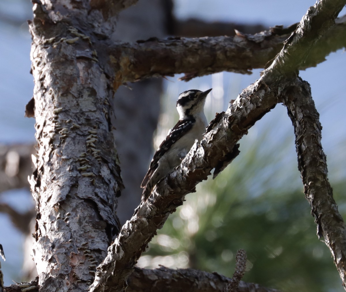 Downy Woodpecker - ML560101971