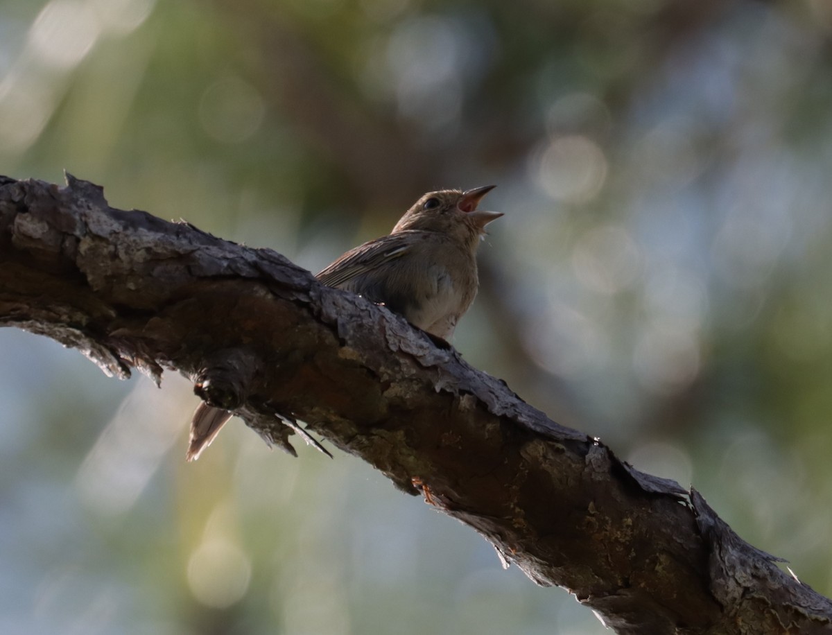 Bachman's Sparrow - ML560102391