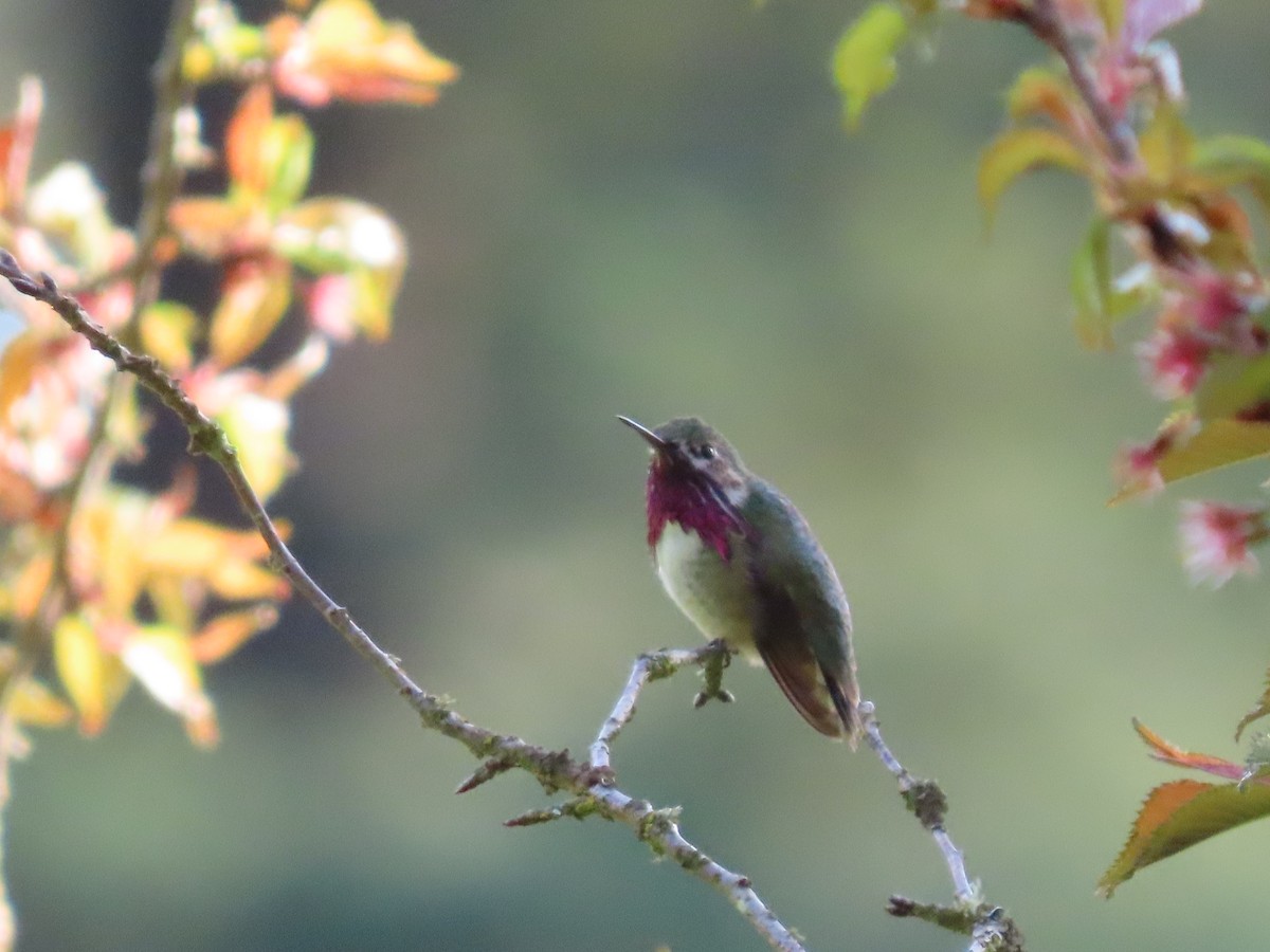 Calliope Hummingbird - ML560102551