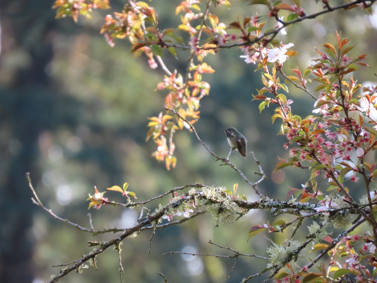 Calliope Hummingbird - ML560102611