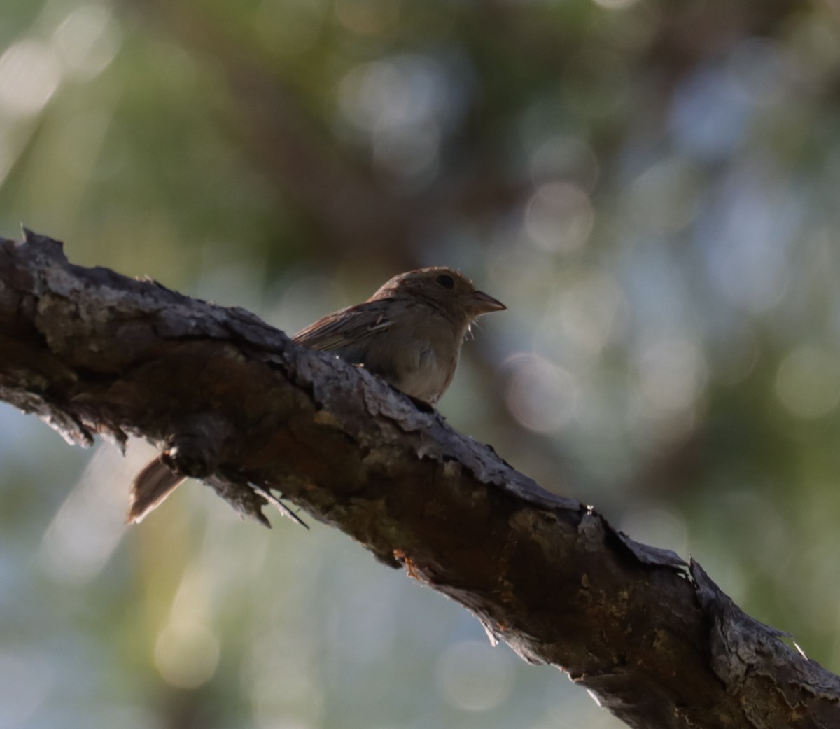 Bachman's Sparrow - ML560102661