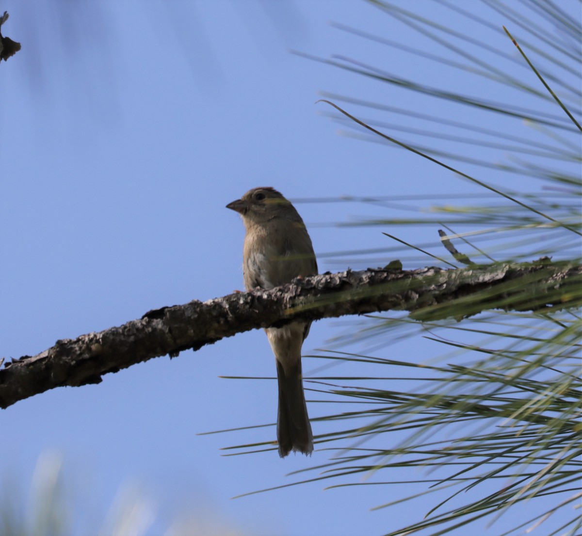 Bachman's Sparrow - ML560103051