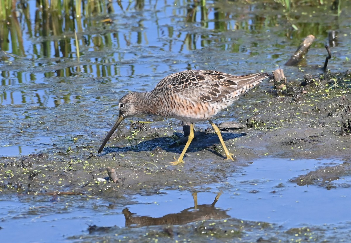 Short-billed Dowitcher - ML560104011