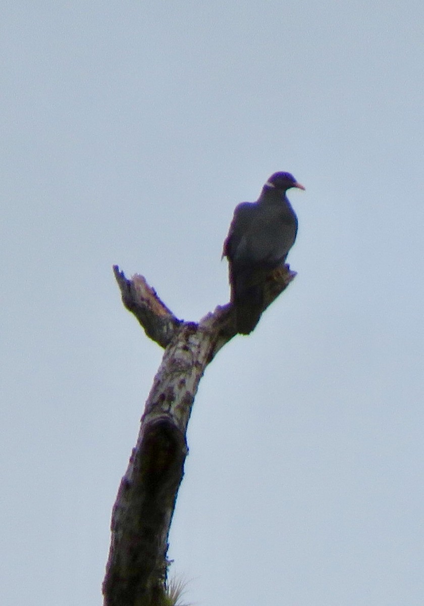 Band-tailed Pigeon - ML560104701