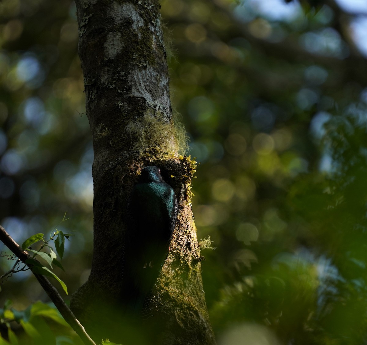 Collared Trogon - ML560105221