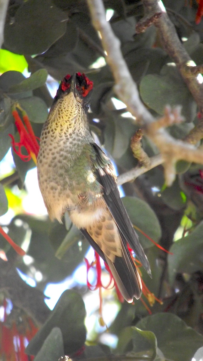 Green-backed Firecrown - Patricia Olave Rocuant