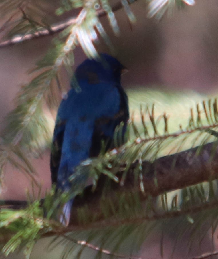 Indigo Bunting - Serge Gendron