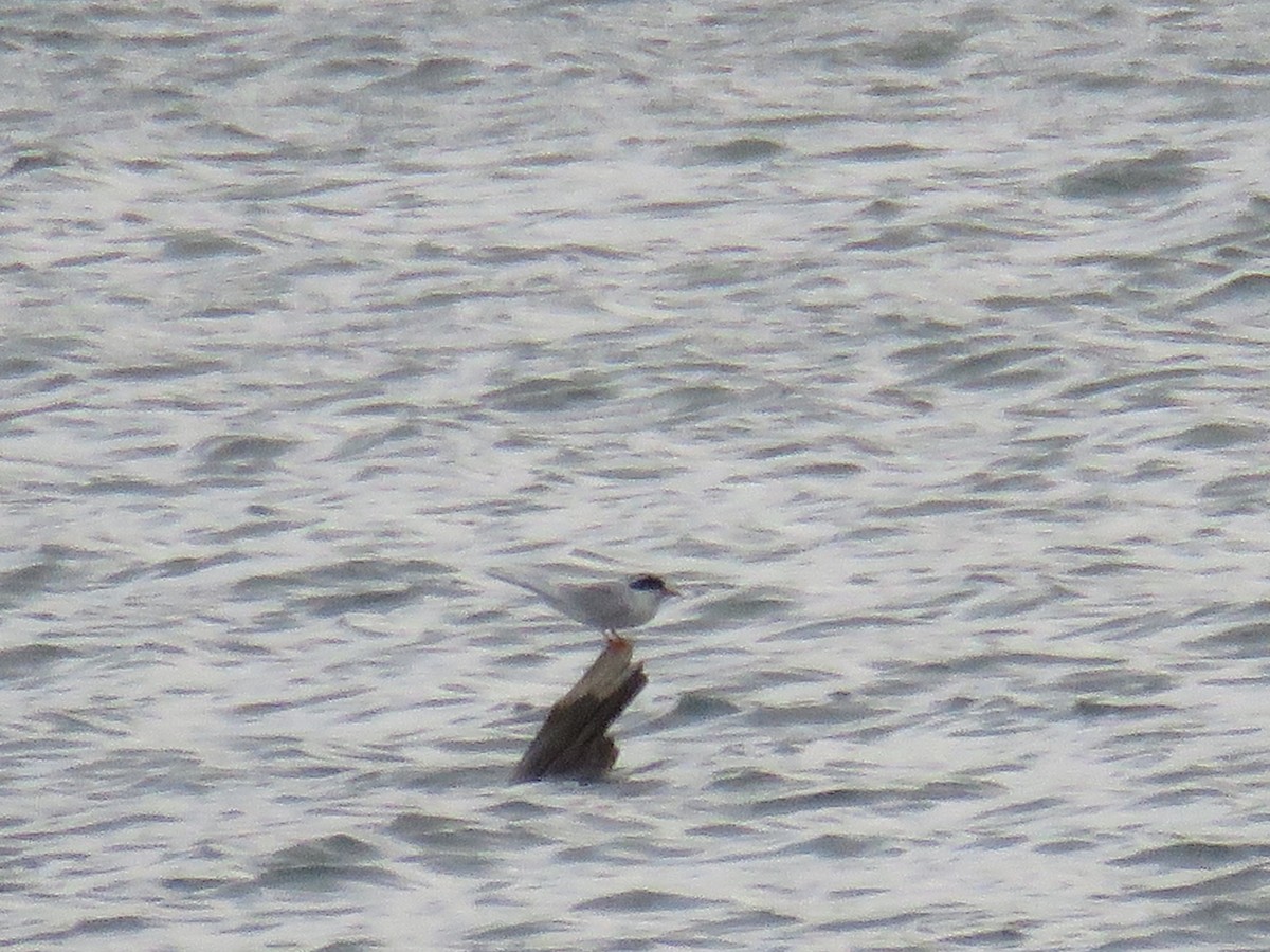 Forster's Tern - ML560106431