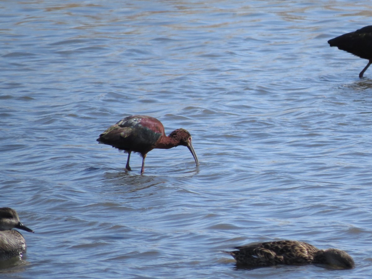 White-faced Ibis - ML560106441