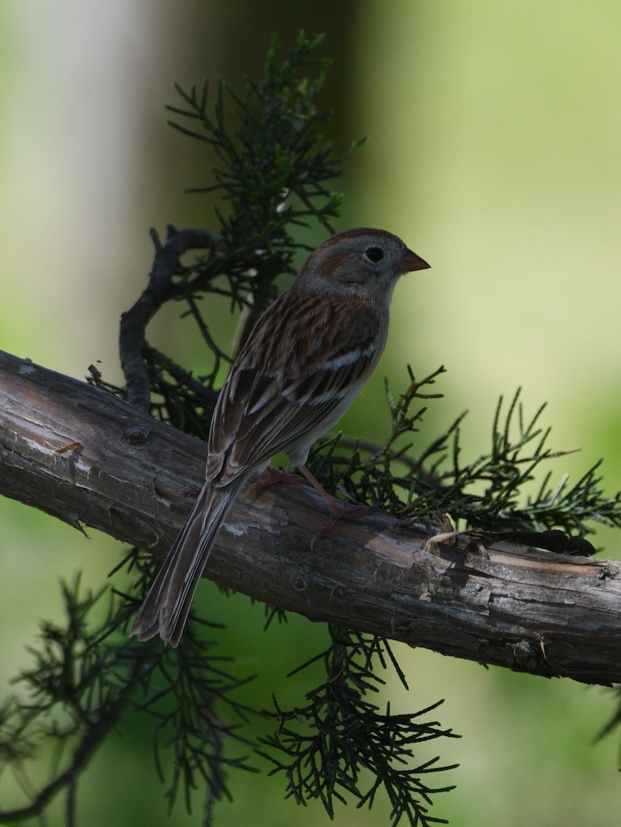 Field Sparrow - ML560106581