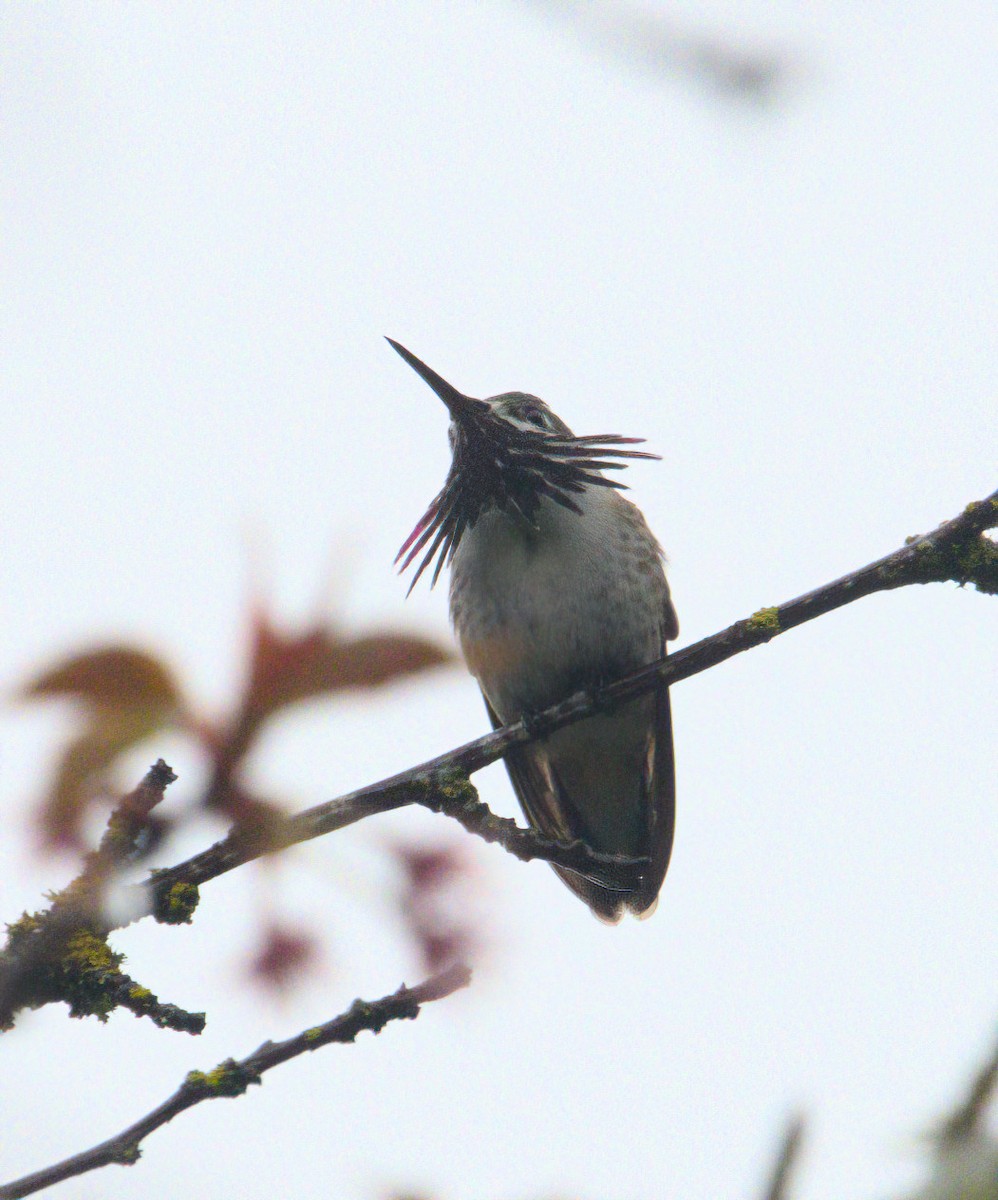 Calliope Hummingbird - ML560106731