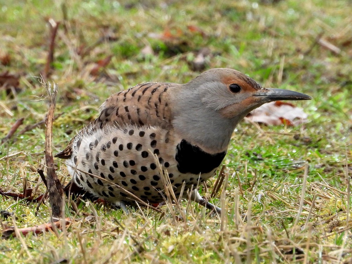 Northern Flicker - Ted Hogg