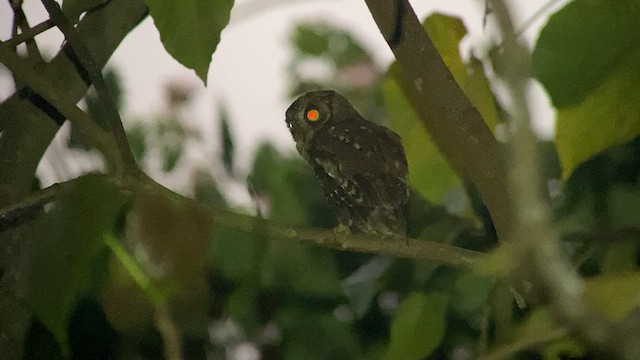 Mantanani Scops-Owl - ML560108201