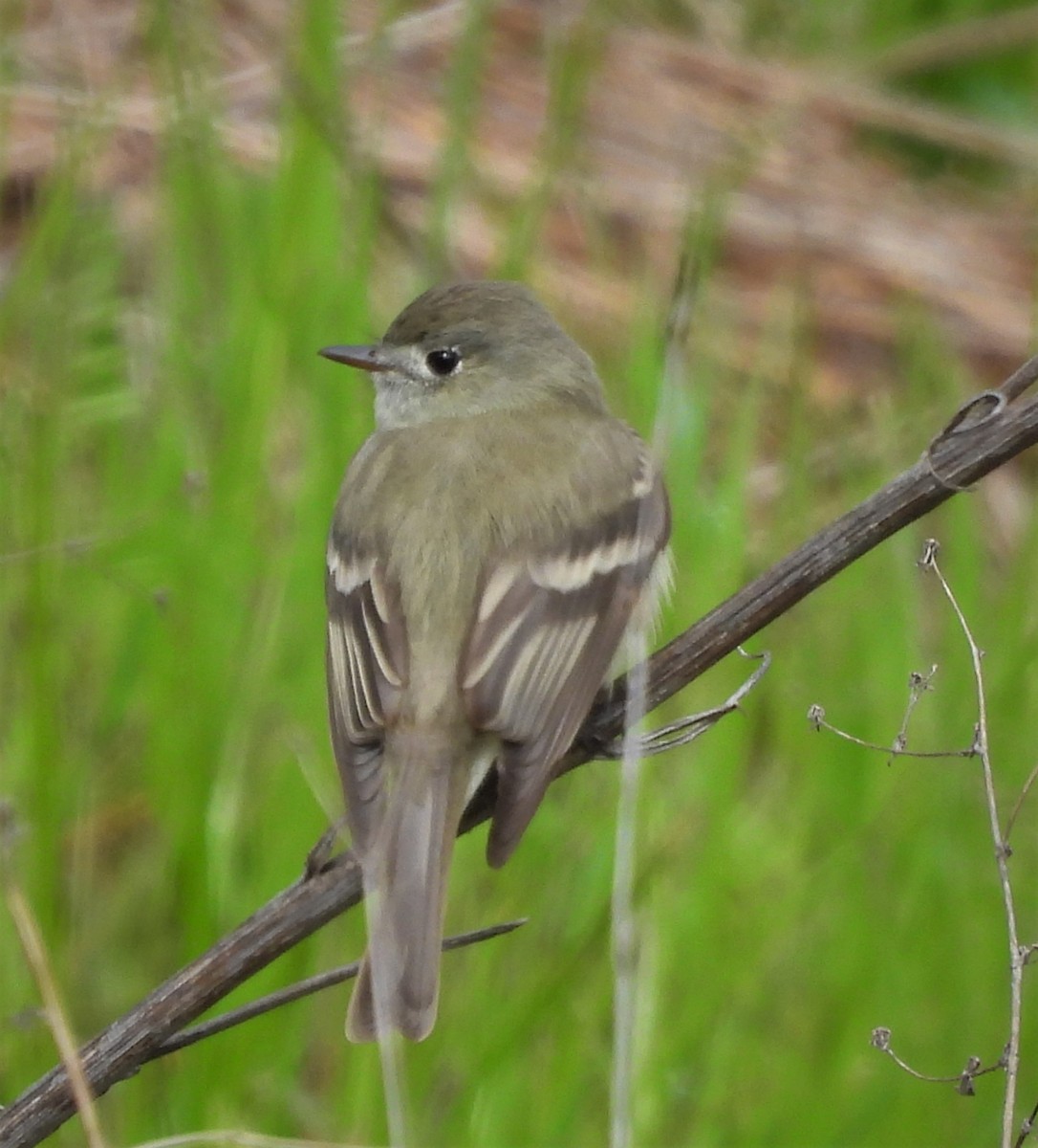 Hammond's Flycatcher - ML560108981