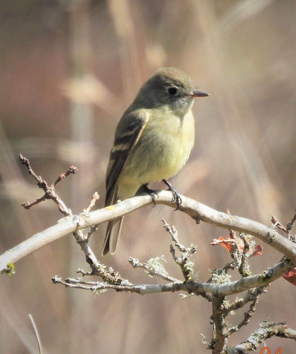 Hammond's Flycatcher - ML560108991