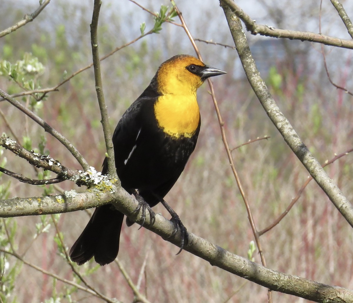 Yellow-headed Blackbird - ML560110281