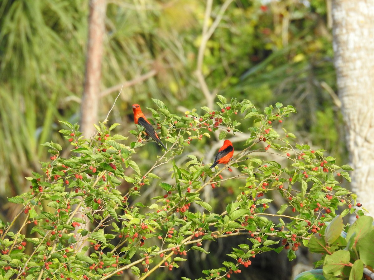 Scarlet Tanager - ML560110291