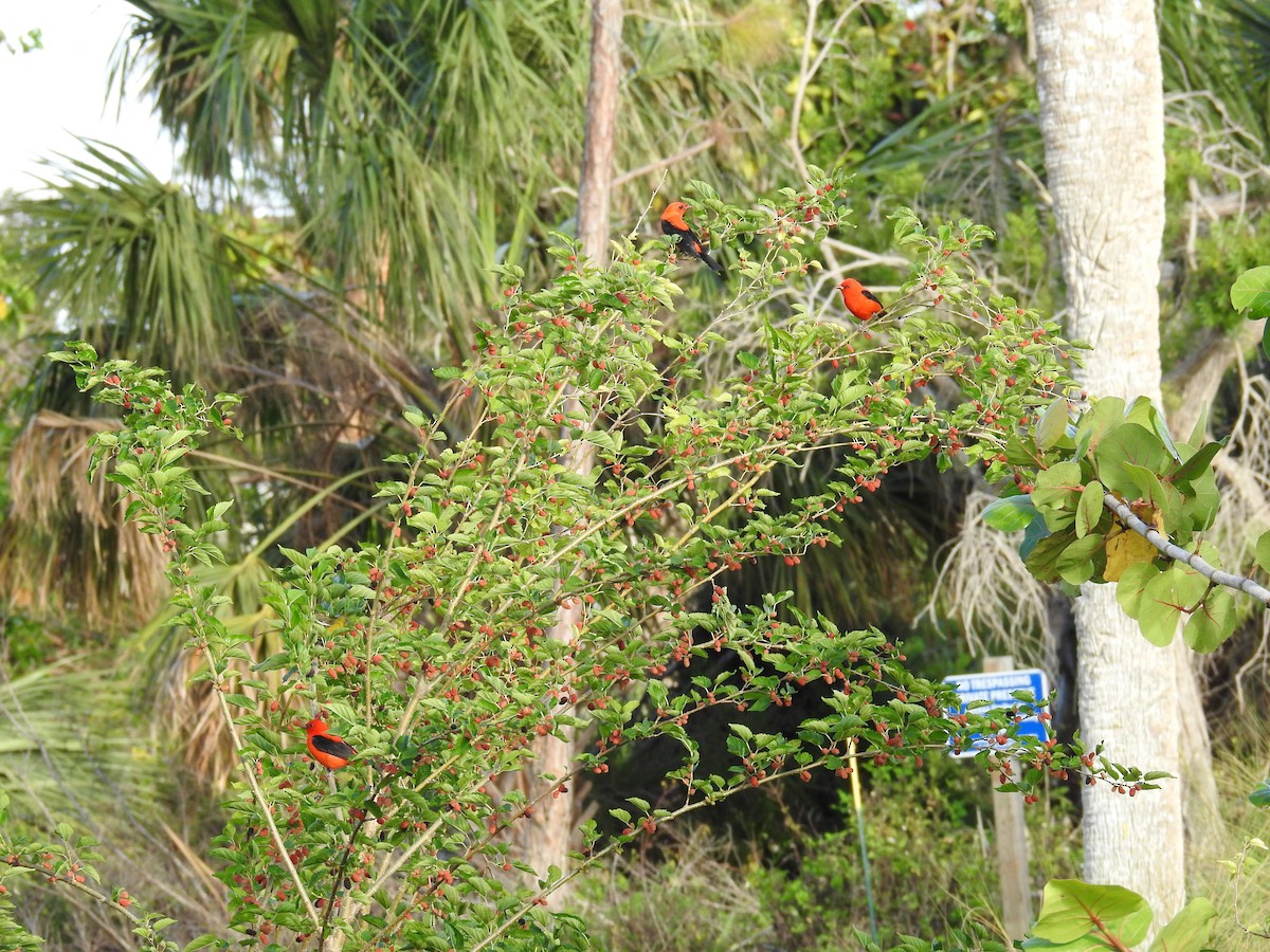 Scarlet Tanager - ML560110301