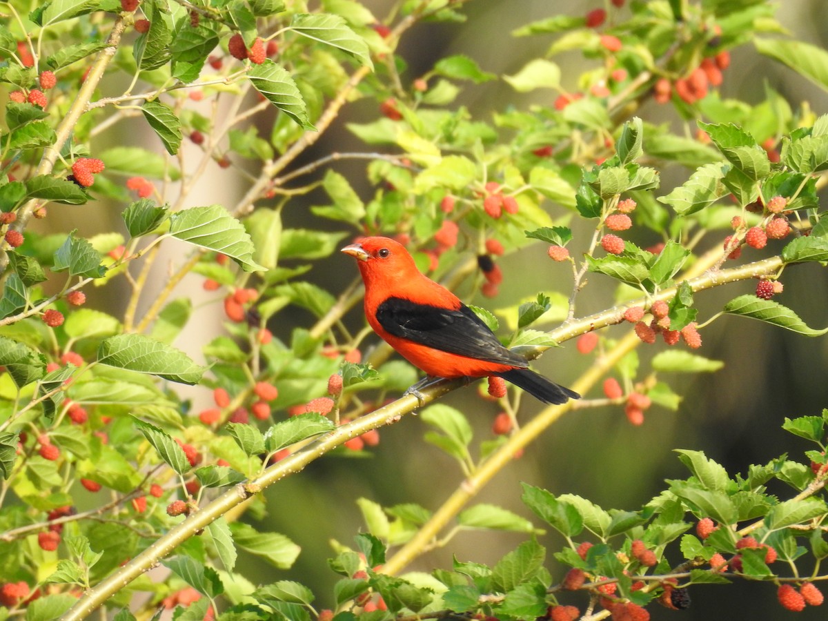 Scarlet Tanager - ML560110311