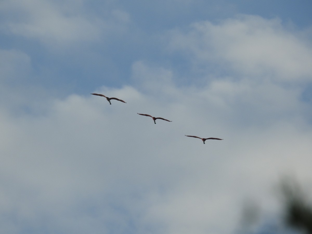 Roseate Spoonbill - ML560111201