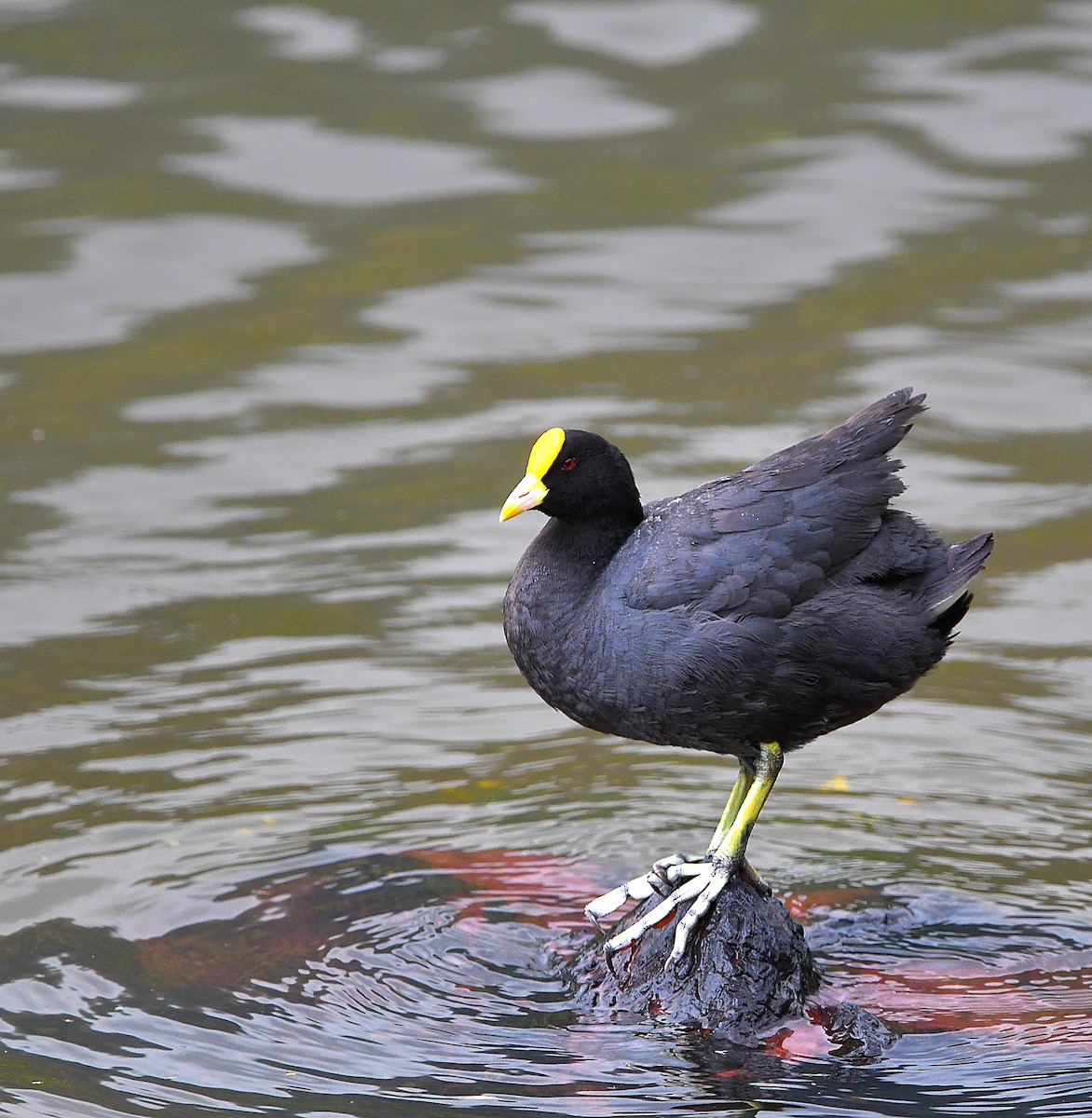 White-winged Coot - ML560111331
