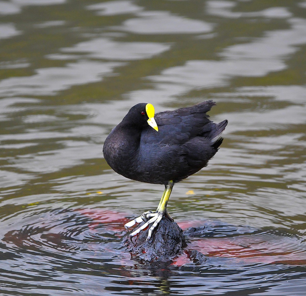 White-winged Coot - ML560111461